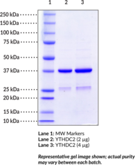 YTHDC2 (human, recombinant)