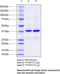 YTHDF2 (human recombinant)