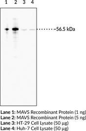 MAVS Monoclonal Antibody (Clone 7B9)