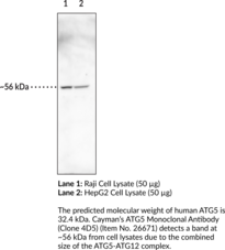 ATG5 Monoclonal Antibody (Clone 4D5)