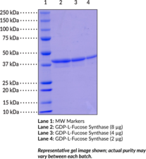 GDP-L-Fucose Synthase (human, recombinant)