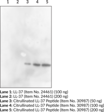 Citrullinated LL-37 Monoclonal Antibody (Clone 6A8)