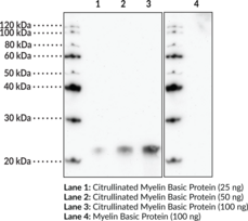 Citrullinated Myelin Basic Protein Polyclonal Antibody