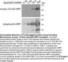 Mouse Anti-DYKDDDDK (Clone M2) IgG:HRP