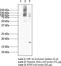 HIF-1? (C-Term) Monoclonal Antibody (Clone 8B12)