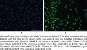 Optineurin (C-Term) Monoclonal Antibody (Clone 8E12)