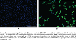 SREBP-2 Monoclonal Antibody (Clone 1B7)