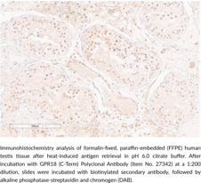 GPR18 (C-Term) Polyclonal Antibody