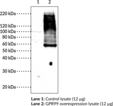 GPR99 (C-Term) Polyclonal Antibody