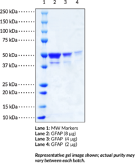 GFAP (human, recombinant)