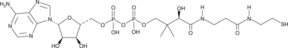 3'-Dephospho<wbr/>coenzyme A