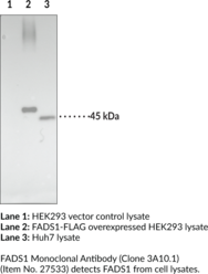 Fatty Acid Desaturase 1 Monoclonal Antibody (Clone 3A10.1)