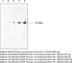 Citrullinated GFAP (R416) Monoclonal Antibody (Clone 4B8)