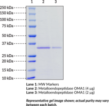 Metalloendo<wbr/>peptidase OMA1 (human, recombinant)