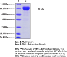 PD-L1 Extracellular Domain (human, recombinant)