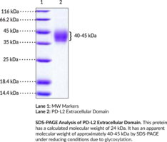 PD-L2 Extracellular Domain (human, recombinant)