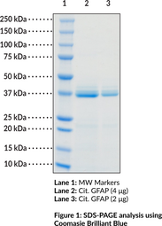 Citrullinated GFAP (human, recombinant)