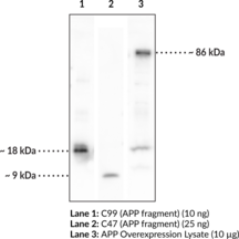 APP (C99 Fragment) (C-Term) Polyclonal Antibody