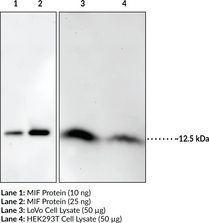 MIF Polyclonal Antibody