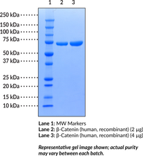 β-Catenin (human, recombinant)