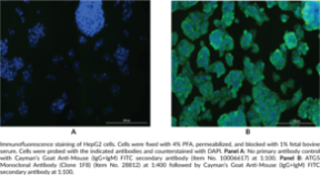 ATG5 Monoclonal Antibody (Clone 1F8)