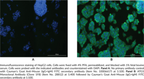 ATG5 Monoclonal Antibody (Clone 1F8)