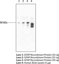 GFAP Monoclonal Antibody (Clone 8E6)