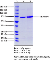 PAD4 (mouse, recombinant)