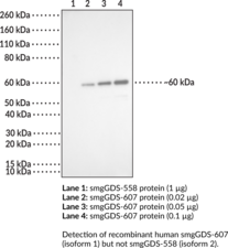 smgGDS-607 Monoclonal Antibody