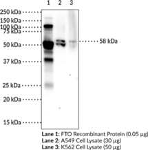 FTO (human) Monoclonal Antibody (Clone 6B6)