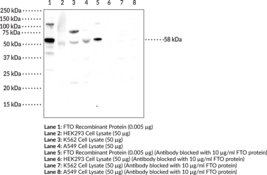 FTO (human) Polyclonal Antibody