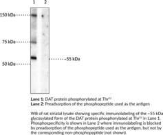 Dopamine Transporter (Phospho-<wbr/>Thr<sup>53</sup>) Polyclonal Antibody