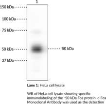 c-Fos Monoclonal Antibody