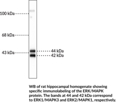 ERK/MAPK Polyclonal Antibody