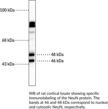 NeuN Monoclonal Antibody