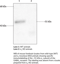 GABA<sub>A</sub> Receptor ?<sub>1</sub> Subunit Polyclonal Antibody