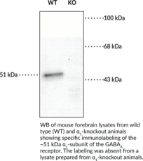 GABA<sub>A</sub> Receptor ?<sub>1</sub> Subunit (N-Term) Polyclonal Antibody