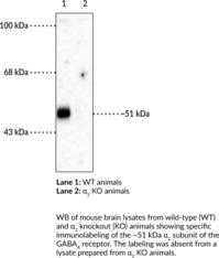 GABA<sub>A</sub> Receptor ?<sub>2</sub> Subunit Polyclonal Antibody