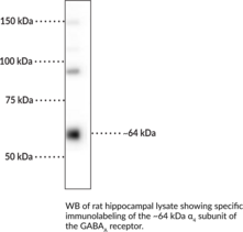 GABA<sub>A</sub> Receptor ?<sub>4</sub> Subunit Polyclonal Antibody