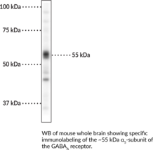 GABA<sub>A</sub> Receptor ?<sub>5</sub> Subunit Polyclonal Antibody