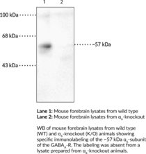 GABA<sub>A</sub> Receptor ?<sub>6</sub> Subunit Polyclonal Antibody