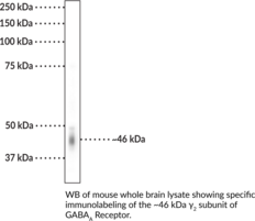 GABA<sub>A</sub> Receptor ?<sub>2</sub> Subunit Polyclonal Antibody