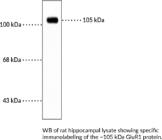 GluR1 Monoclonal Antibody