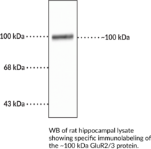 GluR2/3 Polyclonal Antibody