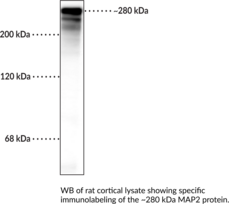 MAP2 (bovine) Polyclonal Antibody