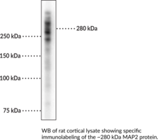 MAP2 (human) Polyclonal Antibody