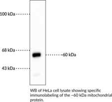 Mitochondria Monoclonal Antibody