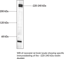 Nestin Monoclonal Antibody