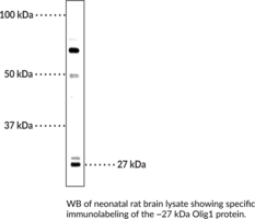 Olig1 Polyclonal Antibody