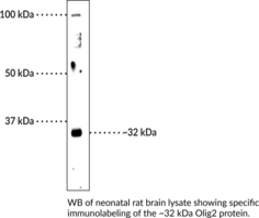 Olig2 Polyclonal Antibody